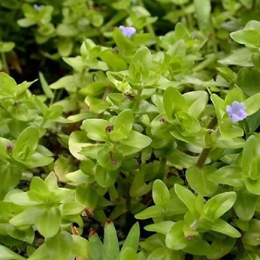 Bacopa Caroliniana roślinka roślina do akwarium in vitro